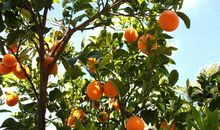 童年里的那棵柑橘树