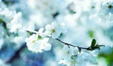 梨花依旧又寒风