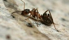 一只巨大的蚂蚁