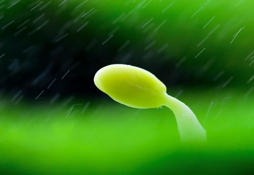 苦雨