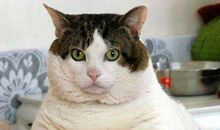 我家的“大肥猫”