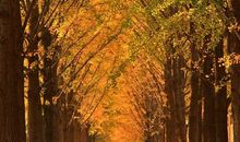 我喜欢秋天的公园