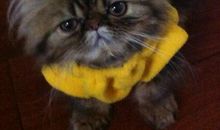 那只讨厌的“老蜜蜂”