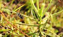 保护“捕虫能手”