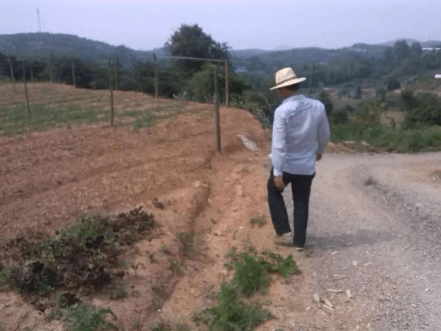 在山上种树