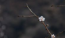 梦想总有一天会开花