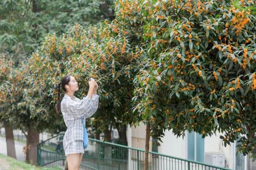 校园里的桂花盛开