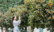 校园的桂花开了