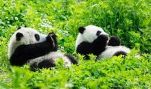 我变成了“大熊猫”