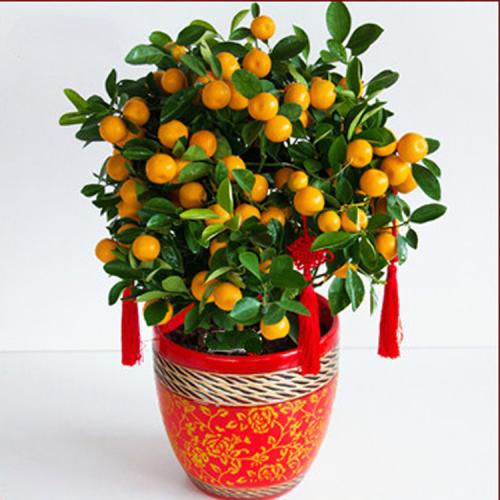 我家的金桔树