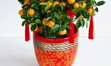 我家的那颗金桔树