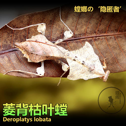 观察枯叶人
