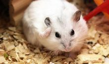 仓鼠，你去哪了