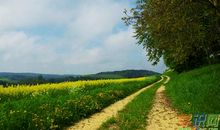 乡村美景作文600字