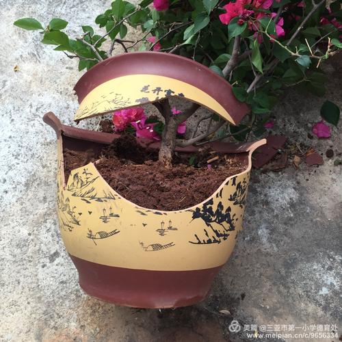 花盆