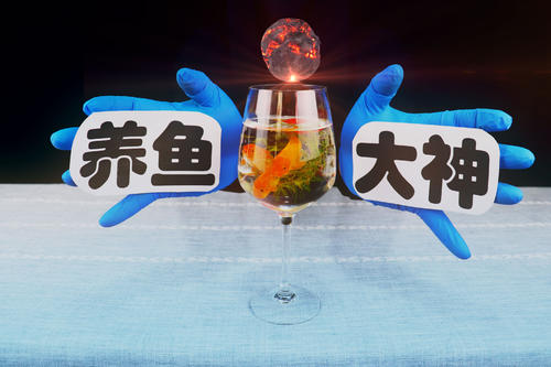 养金鱼的启示
