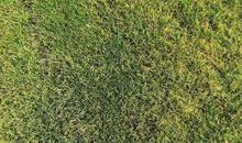 给草地“添新绿”