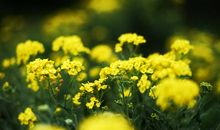 春天的花儿笑嘻嘻