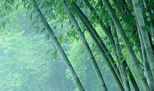 我爱我家乡的竹园