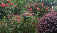 桂花飘香的日子里