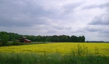 五月的乡村景色