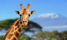 长颈鹿的长脖子