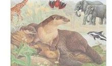 读《少儿百科全书哺乳动物》有感