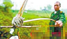 一次捕鼠的经历