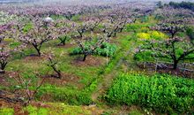 几年后家乡的环境