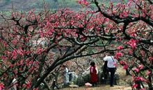上坪桃花展