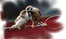 昆虫的父爱与母爱