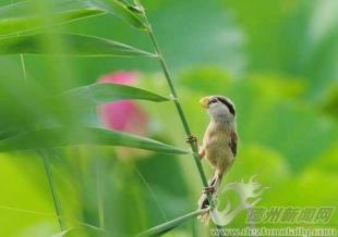 芦苇中的翠鸟不见了