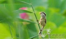 芦苇丛中的翠鸟不见了