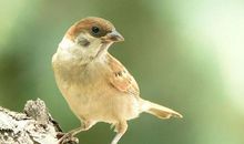 我的动物朋友麻雀