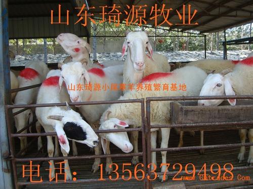 “美丽的”白兔子和“丑的”黄牛