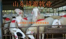 “美丽”的白兔与“丑陋”的黄牛