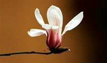 忆校园的玉兰花