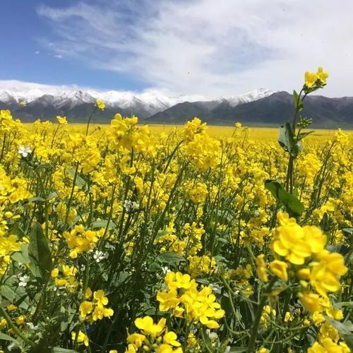 我最喜欢的花油菜籽