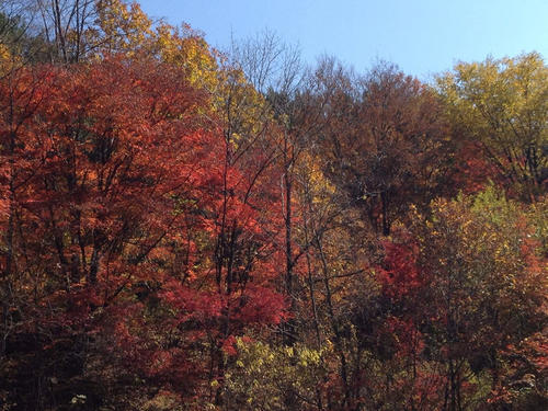 秋天枫叶红