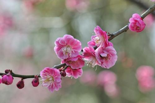 花在逆境中
