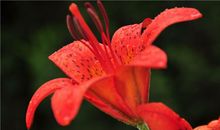 有一种凋谢为花开