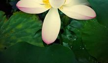 炎热夏天静心做事