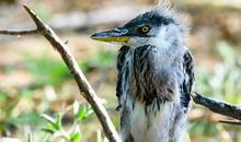 无家可归的小鸟