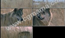 狼羊撕名牌大战