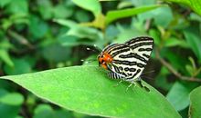 如果我是一只蝴蝶