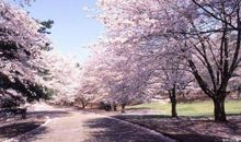 那年，那棵樱花树