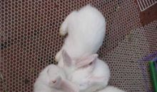 “小馋猫”堂弟