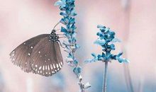 一粒种子的信念