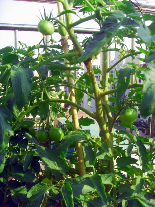 我和丝瓜一起长大