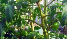 我与丝瓜共成长